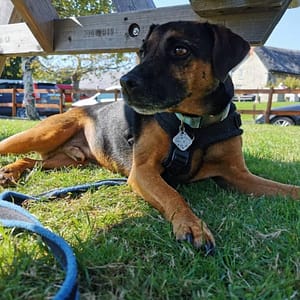 Sessions: Biofeedback For Dogs